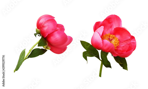Set of coral peony flowers ...