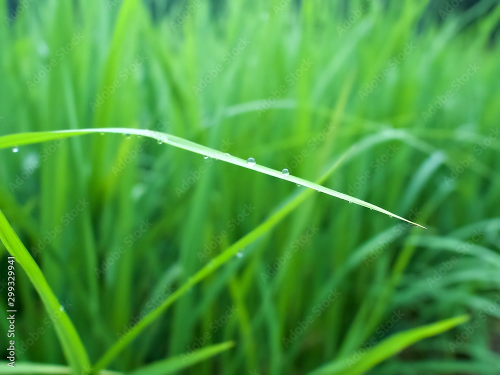 Morning water drop on the rice tree leaf in the farm Chiangmai, Thailand Morning water drop on the rice tree leaf in the farm Chiangmai, Thailand
