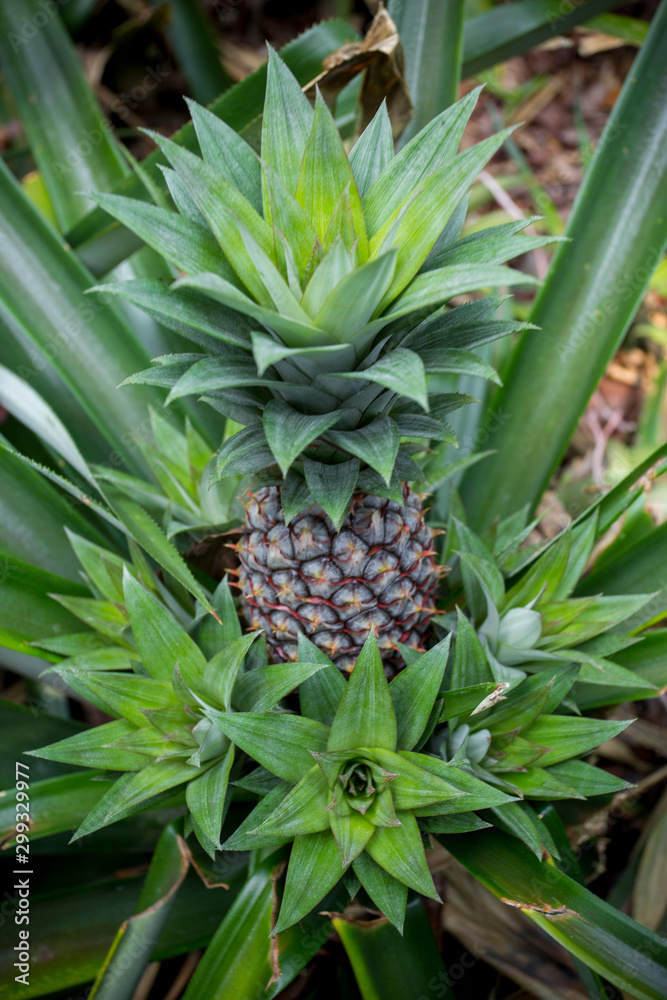 Obraz premium Green Pineapple fruit growing in garden at Madhupur, Tangail, Bangladesh.