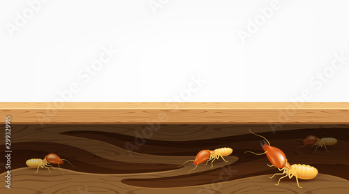termite nests in the wood plank, termites destroy table, door, and window in the wooden house, termites bite the wood wall, termite burrows, termite hole in the wooden furniture for copy space banner photo