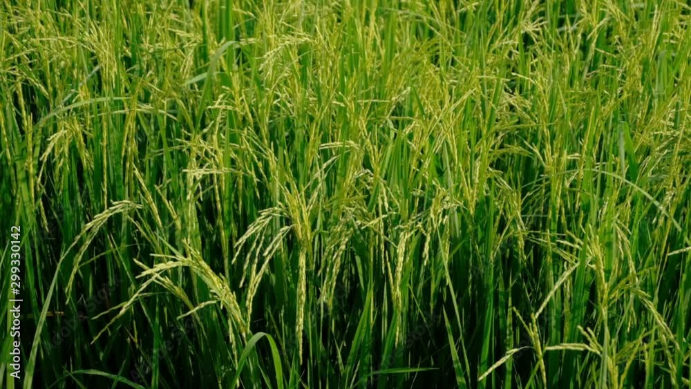Rice green stalks swaying in the wind mountain background. rice field in thailand. Slow motion Rice green stalks swaying in the wind mountain background. rice field in thailand. Slow motion