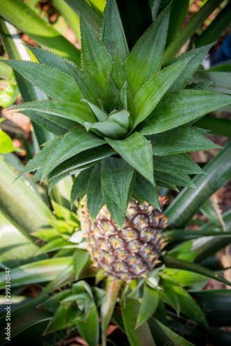 Wallpaper Mural Green Pineapple fruit growing in garden at Madhupur, Tangail, Bangladesh. Torontodigital.ca