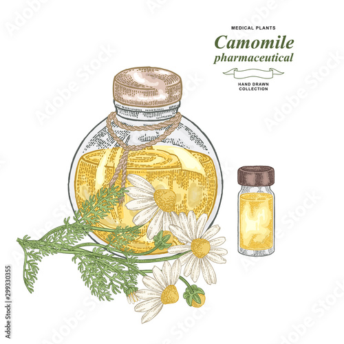 Pharmaceutical camomile plant hand drawn. Chamomile flowers with glass bottle of oil isolated on white background. Medical gerbs collection. Vector illustration botanical.
