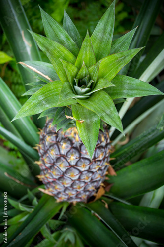 Wallpaper Mural Green Pineapple fruit growing in garden at Madhupur, Tangail, Bangladesh. Torontodigital.ca