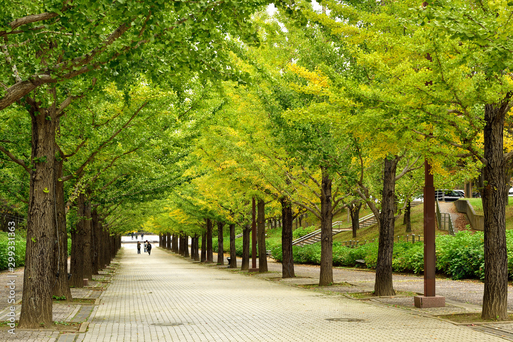 並木道 Stock Photo Adobe Stock 並木道 Stock Photo Adobe Stock