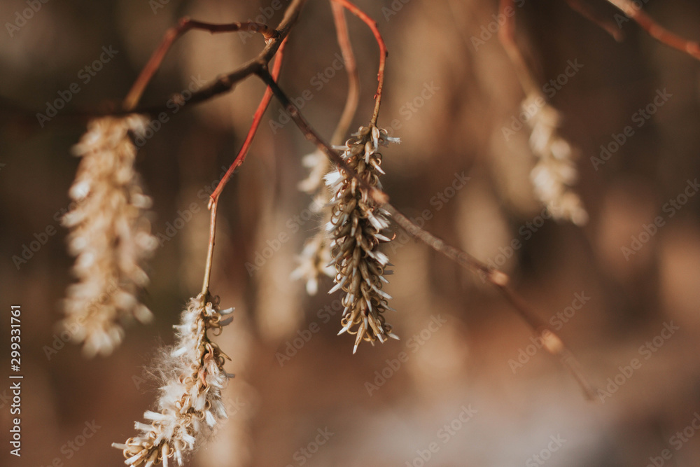Autumn the buds on the branches of a tree Autumn the buds on the branches of a tree