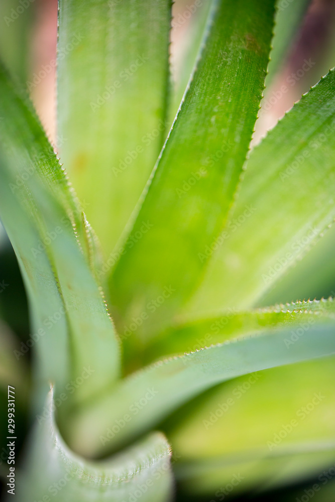 Top views of pineapple fruit leaves pattern at Madhupur, Tangail, Bangladesh. Top views of pineapple fruit leaves pattern at Madhupur, Tangail, Bangladesh.