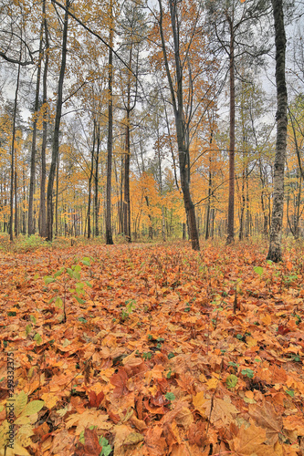 maple dark leaves in autumn forest