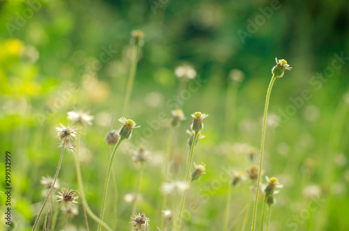 field of wild grass flowers