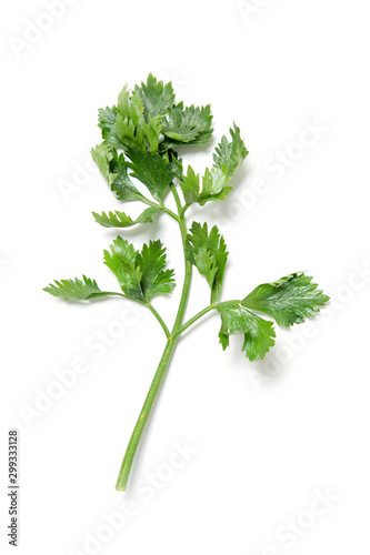 Top view close up of a green leaf and a stem of celery on a white background.