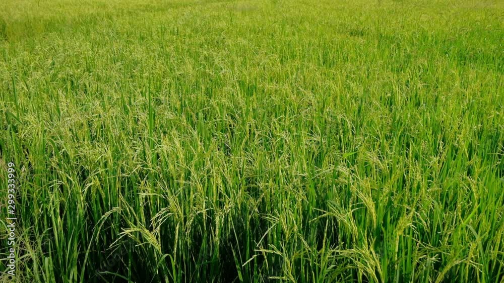 Rice green stalks swaying in the wind mountain background. rice field in thailand. Slow motion Rice green stalks swaying in the wind mountain background. rice field in thailand. Slow motion