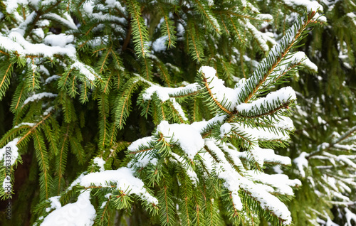 Snow is on ppruce tree branches photo