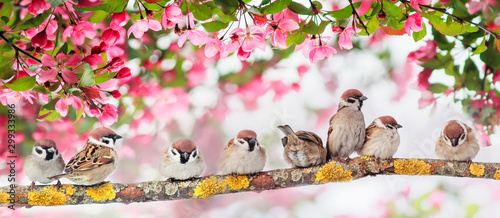 natural panoramic background with many small funny birds sparrows sitting in ...