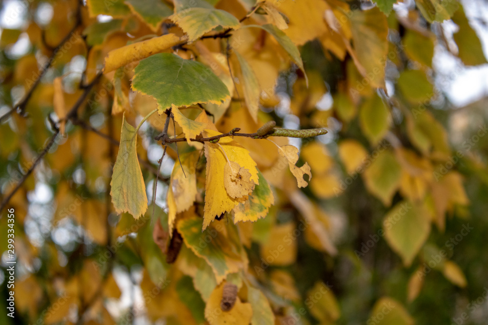 Birch branches with yellowed autumn leaves and catkins