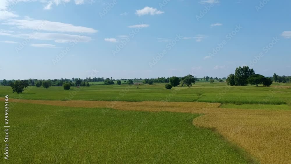 Aerial drone fast video of green rice fields before harvesting. Aerial drone fast video of green rice fields before harvesting.