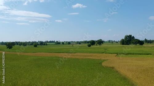 Aerial drone fast video of green rice fields before harvesting.