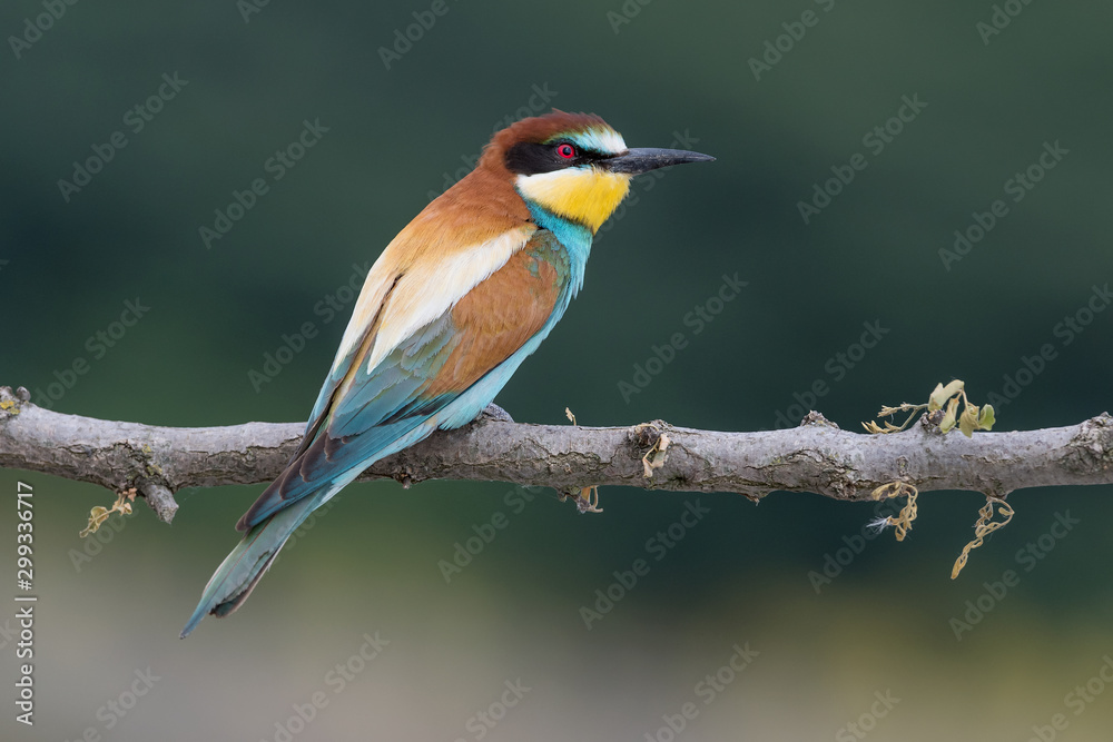 A wonderful tropical bird, the Bee eater (Merops apiaster) A wonderful tropical bird, the Bee eater (Merops apiaster)