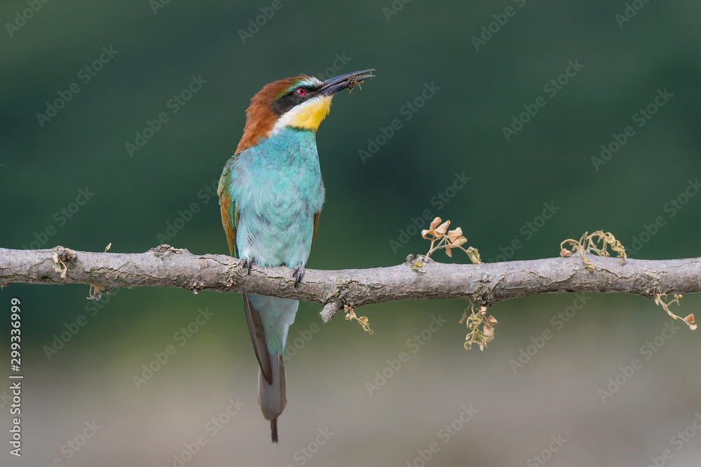 A wonderful tropical bird, the Bee eater (Merops apiaster)