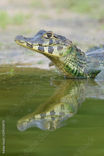 Yacare caiman  Caiman crocodylus yacare  portrait  Pantanal  Mato Grosso  Brazil