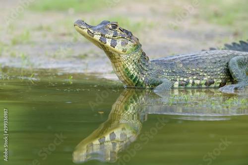 Yacare caiman (Caiman crocodylus yacare) portrait, Pantanal, Mato Grosso, Brazil