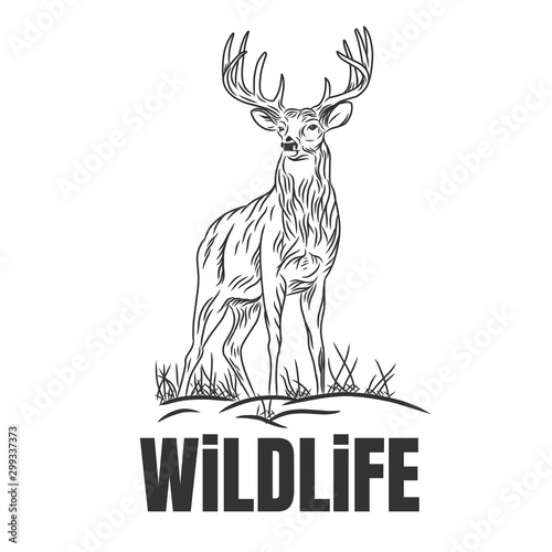 Hand drawn deer with wildlife text isolated on a white backgrounds.