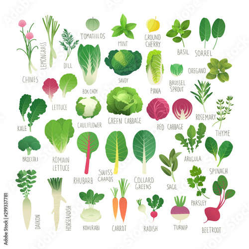 Clip art food collection Vol.1: vegetables and herbs