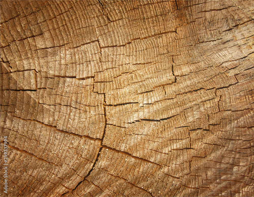 Fototapeta premium Brown background large circular piece of wood cross section with tree ring texture pattern and cracks. Backdrop detailed organic nature surface
