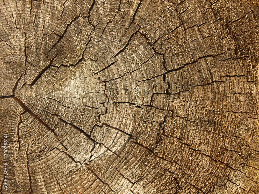 Brown background large circular piece of wood cross section with tree ring texture pattern and cracks. Backdrop detailed organic nature surface