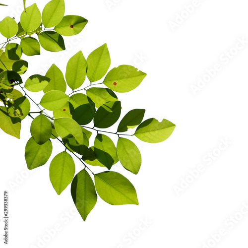 green tree branch isolated on white background