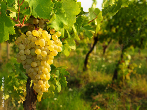 Wallpaper Mural Green grapes on a vineseasonal food concept. Vineyards at sunset in autumn harvest. Ripe grapes in fall. Grape harvest. Blue grapes in a vineyard at sunrise with leaf . Torontodigital.ca