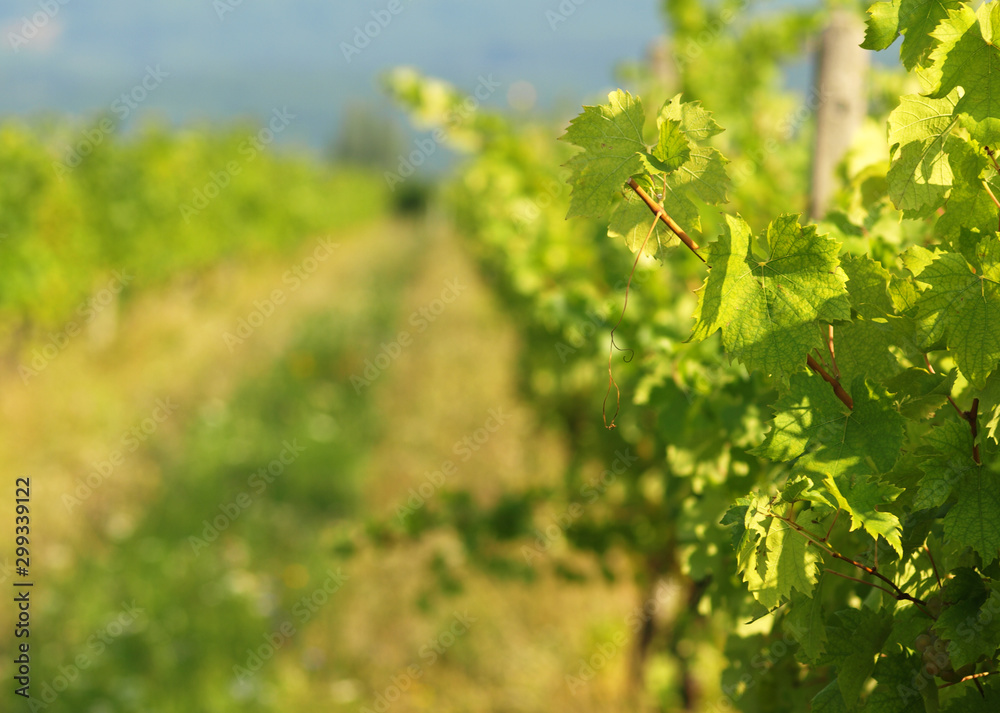 Green grapes on a vineseasonal food concept. Vineyards at sunset in autumn harvest. Ripe grapes in fall. Grape harvest. Blue grapes in a vineyard at sunrise with leaf . Green grapes on a vineseasonal food concept. Vineyards at sunset in autumn harvest. Ripe grapes in fall. Grape harvest. Blue grapes in a vineyard at sunrise with leaf .