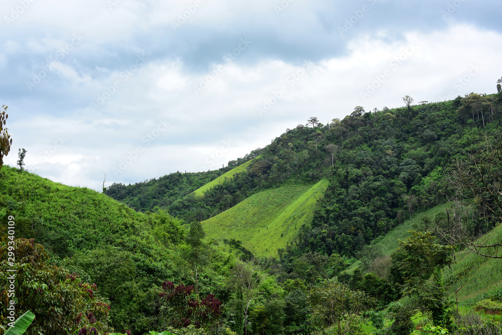 Obraz premium green field with moutain