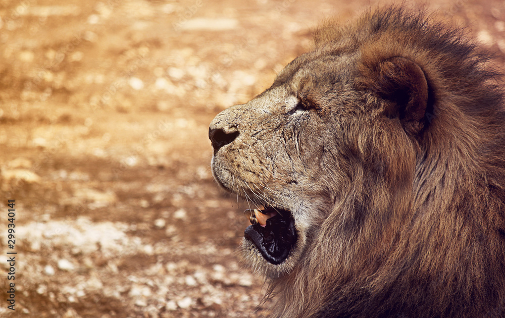 Leone Leone
