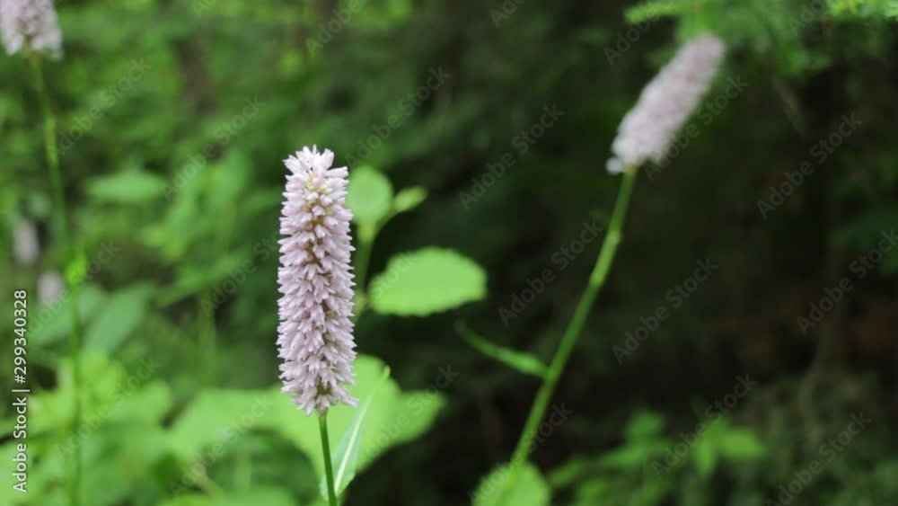 Long Pink Flower at Riding Mountain National Park Canada Long Pink Flower at Riding Mountain National Park Canada