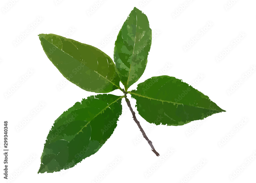 Fototapeta premium Green leaf illustration on a white background for wallpaper or texture.