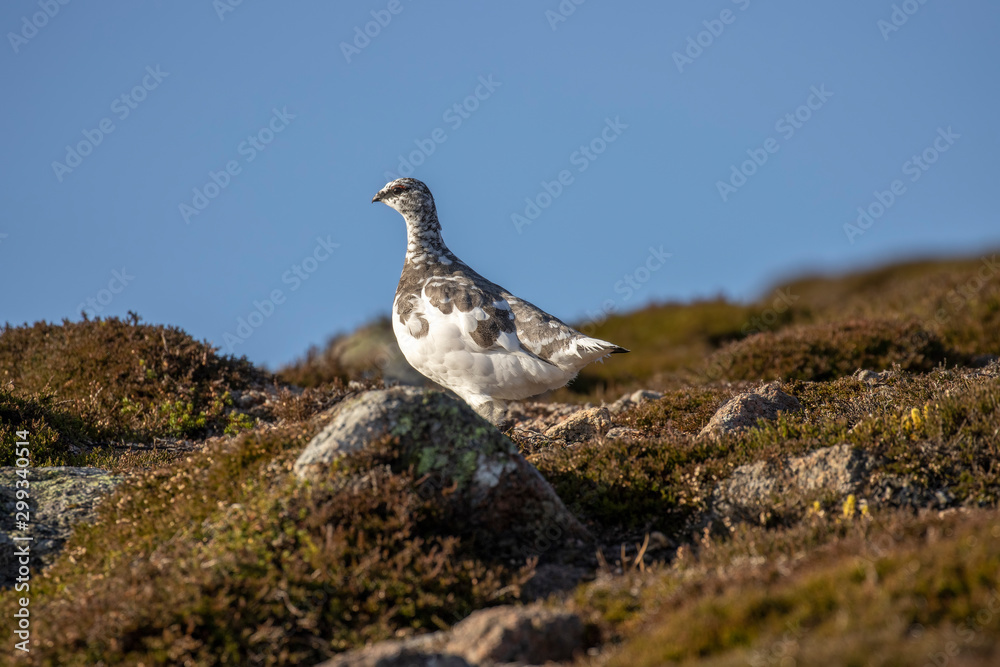 Ptarmigan, Lagopus muta, hiding/walking on a mountain slope in Scotland , cairngorms national park, during a sunny autumn day in October. Ptarmigan, Lagopus muta, hiding/walking on a mountain slope in Scotland , cairngorms national park, during a sunny autumn day in October.