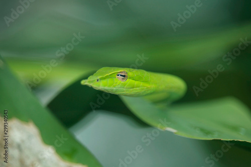 Rough Green Snake on Green Background.