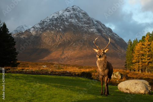 red stag deer in glencoe, lochaber, scotland, uk