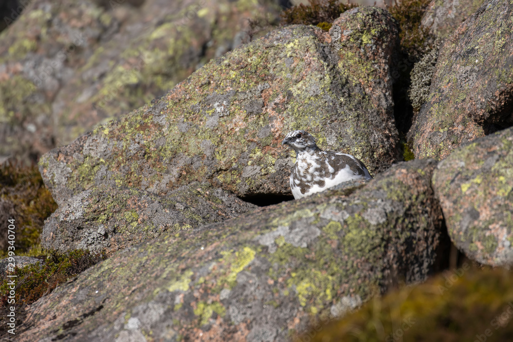 Ptarmigan, Lagopus muta, hiding/walking on a mountain slope in Scotland , cairngorms national park, during a sunny autumn day in October. Ptarmigan, Lagopus muta, hiding/walking on a mountain slope in Scotland , cairngorms national park, during a sunny autumn day in October.