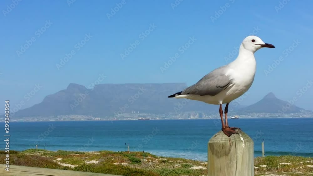 Exciting close-up view of seagull bird with webbed feet, looking around as wind blows through feathers, with blue sea, breaking waves, a boat, Table mountain and Cape Town in the background. Exciting close-up view of seagull bird with webbed feet, looking around as wind blows through feathers, with blue sea, breaking waves, a boat, Table mountain and Cape Town in the background.
