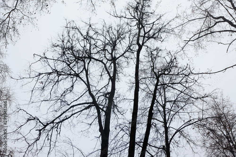 tree branches against the sky before winter tree branches against the sky before winter