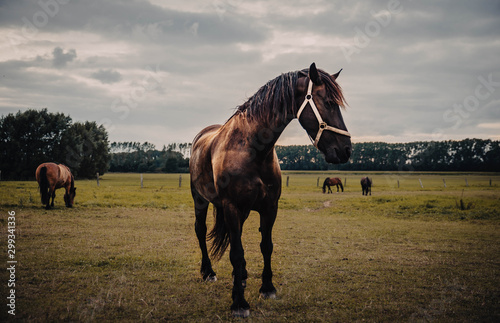 Pferd auf der Wiese im Gegenlicht © Jonas