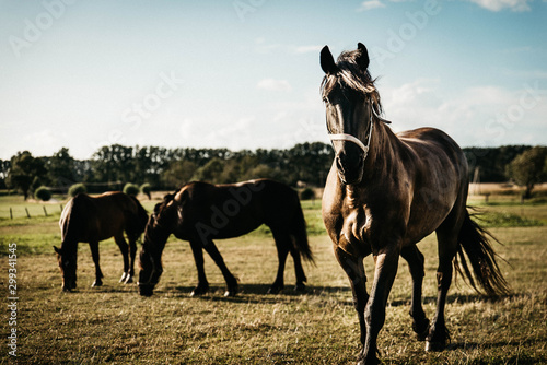 Pferd auf der Wiese im Gegenlicht © Jonas