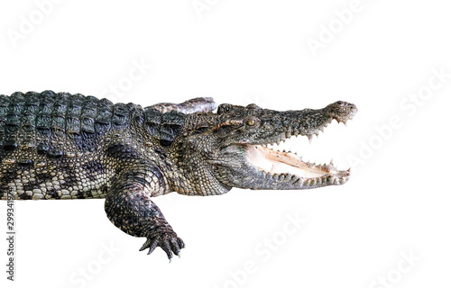Wildlife crocodile isolated on white background with clipping path