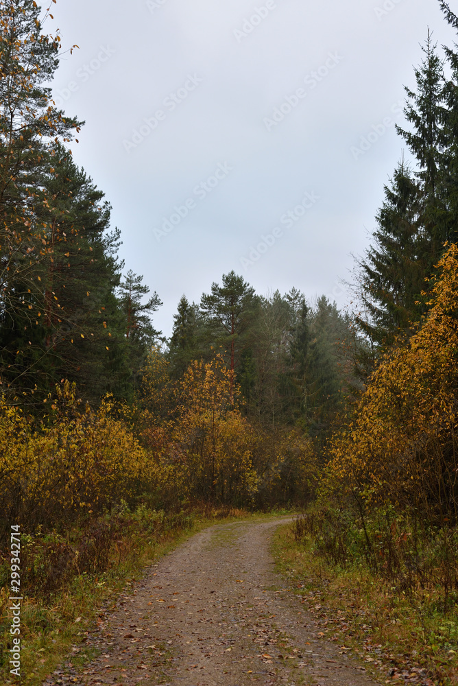 Forest road and small trees and bushes with yellow leaves at the edges against the backdrop of a spruce forest and a blue cloudy sky. Autumn landscape