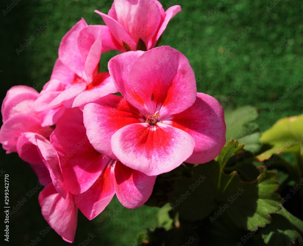 pink pelargonium flower against a green background pink pelargonium flower against a green background