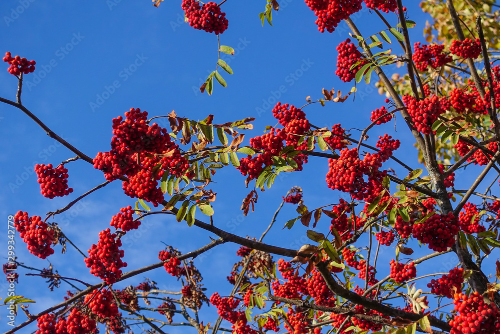 Red rowan berries on the branches against the blue sky. Autumn Harvest Time Red rowan berries on the branches against the blue sky. Autumn Harvest Time