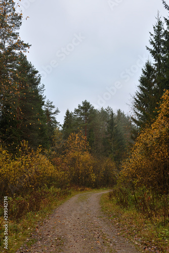 Forest road and small trees and bushes with yellow leaves at the edges against the backdrop of a spruce forest and a blue cloudy sky. Autumn landscape