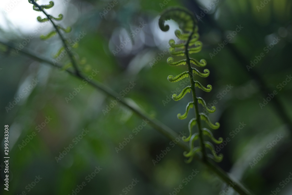 The young leaves of the fern tree in the rainforest
