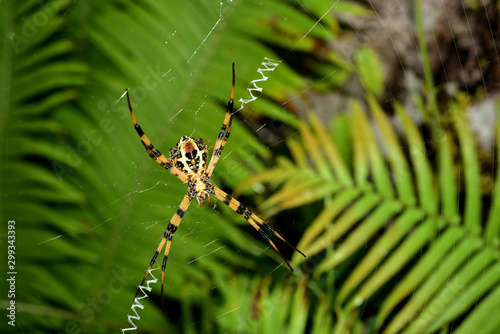 A spider with a net of spider webs in a rainforest